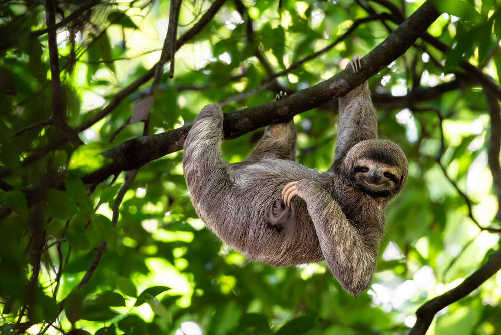 Sloth hanging from tree branch looking at the camera